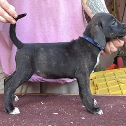 Blue Collar Brindle F - Brindle female Mountain Cur puppy in Georgetown, Ohio from Walnut Ridge Mountain Curs