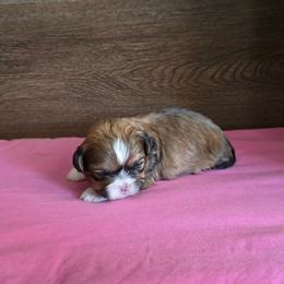 Girl 2 - Gold female Shih Tzu puppy in Meadows Of Dan, Virginia from Walt’s Shih Tzus