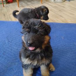 "Orange puppy, K litter" German Shepherd Puppies from Schonwasser Shepherds