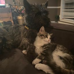 Cairn Terrier All Grown Up from Flyin G Cairns