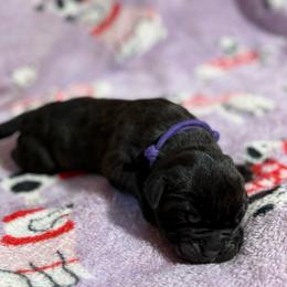 Purple - Black male Cane Corso puppy in Paris, Texas from Knucklehead Cane Corso