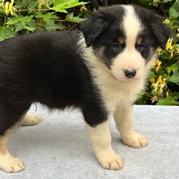 Boss - Tri-color male Border Collie puppy in Tahlequah, Oklahoma from Royal T Kennel