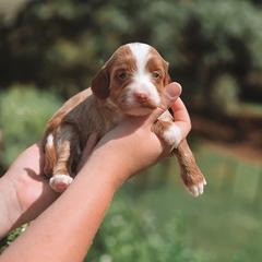 Lyra - Apricot female Goldendoodle puppy in Austin, Texas from Cedarcrest Goldendoodles