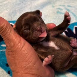 Lilly - Chocolate and white female Chihuahua puppy in Hampton, Virginia from Chilove Chihuahuas