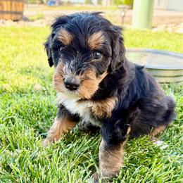 Yellow Collar Boy - Tri-color male Bernedoodle puppy in Ogden, Utah from Salty Point Doodles