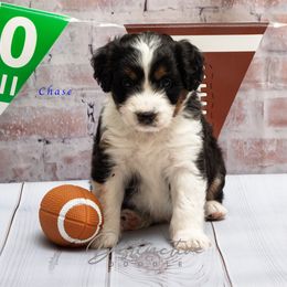 Chase - Blue merle male Aussiedoodle puppy in Kennesaw, Georgia from Distinctive Doodle