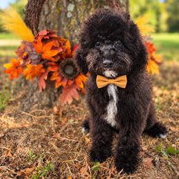 Walt (DeWalt) - male Cavapoochon puppy in Bullard, Texas from Cavapoochon Central LLC