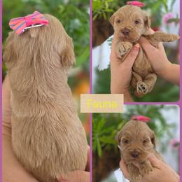Fauna - Apricot female Goldendoodle puppy in Decatur, Tennessee from Diamond's Doodles