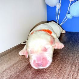 Golden Retriever Puppies from Top Gun Golden Retrievers