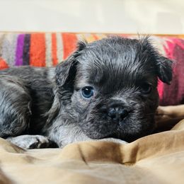Frieda (Fluffy Blue Female) - Blue fawn female French Bulldog puppy in Olympia, Washington from Matra French Bulldogs