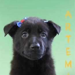 Artemis  (C) - Black female German Shepherd puppy in De Land, Florida from 3B’s Animal Artistry