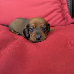 Dachshund Puppies from BJGM Dachshunds