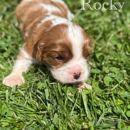 Cavalier King Charles Spaniel Puppies from The Cozy Cavaliers