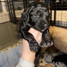Gemma - Black female Goldendoodle puppy in Prosperity, Pennsylvania from Stelladoodles & Company