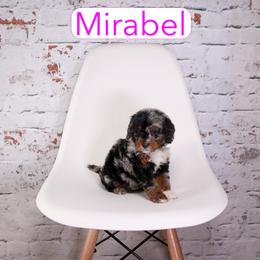 Mirabel - female Aussiedoodle puppy in Calhoun, Georgia from Happy Top Doodles