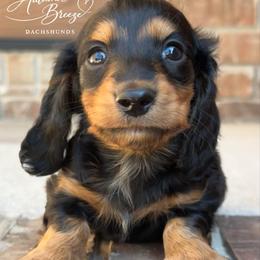 Eli - Black and tan male Dachshund puppy in Clever, Missouri from Autumn Breeze Dachshunds