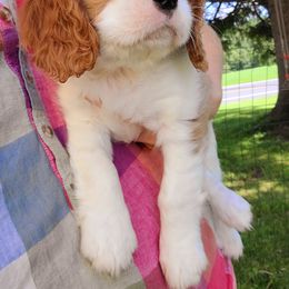 Cavalier King Charles Spaniel Puppies from Faithful Friends Cavaliers