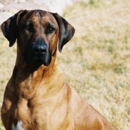 Rhodesian Ridgebacks from Krystal Rhodesian Ridgebacks