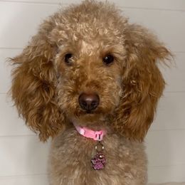 Sophie - Goldendoodle