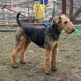 Kipling - Airedale Terrier