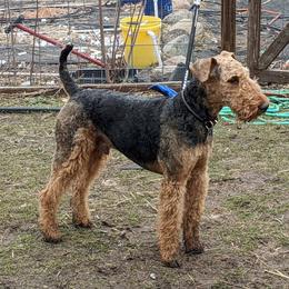 Kipling - Airedale Terrier