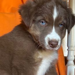 Chuck - Red tri-color male Australian Shepherd puppy in Marshall, Virginia from Aussie Tales Farm