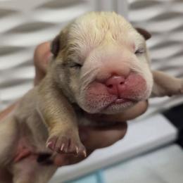 Girl 1 - Lilac tri-color female Bulldog puppy in Lewisberry, Pennsylvania from Salted Rim Corgis