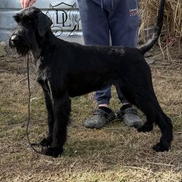 Consuela - Giant Schnauzer