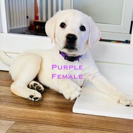 Girl 5 Purple fee 3,500 - Yellow female Labrador Retriever puppy in Santa Clarita, California from Five Star Labradors