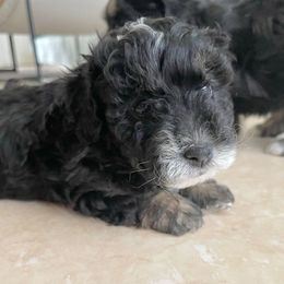 Hazel - Tri-color female Bernedoodle puppy in Port Saint Lucie, Florida from Eastside Paws LLC