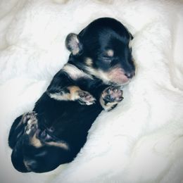 Maddux Oakes - Black and cream male Dachshund puppy in Virginia from Pretty Paws