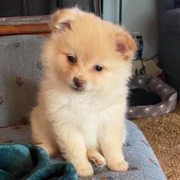 Pomeranians from Peaches Precious Poms