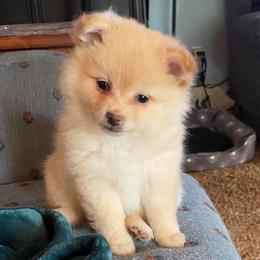 Pomeranians from Peaches Precious Poms