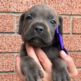 Boy 4 - Gray male Cane Corso puppy in Highland, Illinois from C&I Elite Cane Corso