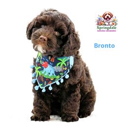 Bronto - Chocolate male Australian Labradoodle puppy in Greensboro, North Carolina from Springdale Australian Labradoodles