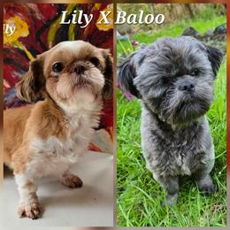 Shih Tzu puppies from Garrard Creek Shih Tzus