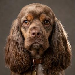 Moose - Cocker Spaniel