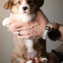 Hannah - Sable female Pembroke Welsh Corgi puppy in South Otselic, New York from Ridge Top Corgis
