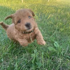 German Shorthaired Pointer and Labradoodle Puppies from Faddis Family Farms