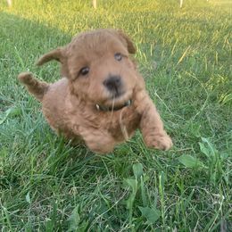 German Shorthaired Pointer and Labradoodle Puppies from Faddis Family Farms