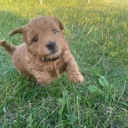 German Shorthaired Pointer and Labradoodle Puppies from Faddis Family Farms