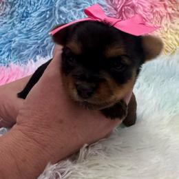 Purple girl - Blue and gold female Yorkshire Terrier puppy in Milton, Florida from Sassenach Yorkie Kennels