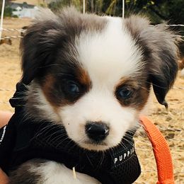 Toy Australian Shepherds from Slo Toy Aussies at Antonia