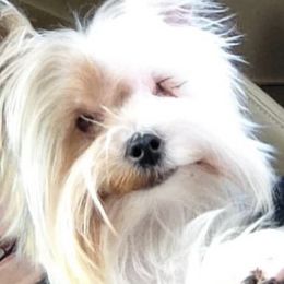 Yorkshire Terriers from Emma Cusson's Yorkshire Terriers