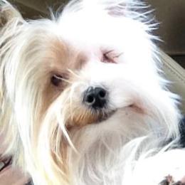 Yorkshire Terriers from Emma Cusson's Yorkshire Terriers