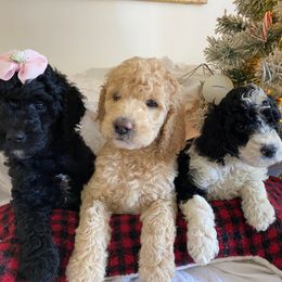 "f2b Colorful doodles" Goldendoodle Puppies from What’s Up Doodles