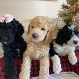 "f2b Colorful doodles" Goldendoodle Puppies from What’s Up Doodles