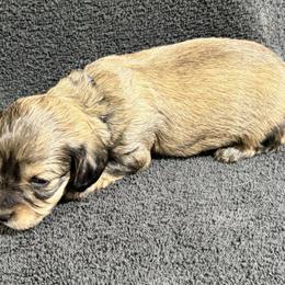 Rocky - Cream male Dachshund puppy in Little Rock, Arkansas from Divine Doxies
