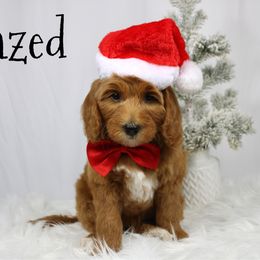 Glazed - Red  male Goldendoodle puppy in Casa Grande, Arizona from AzDoodle Dandies