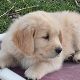 Green Collar Boy - Light golden Golden Retriever puppy in Otis Orchards, Washington from Sunlite Golden Retrievers